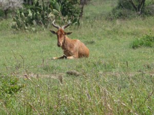 Picture of a gazelle