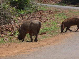 Picture of warthogs
