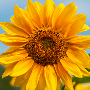 Picture of sunflower