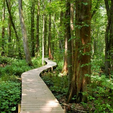 trail leading through forest