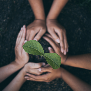 New plant planted in ground with the hands of 3 people packing the dirt around the plant.