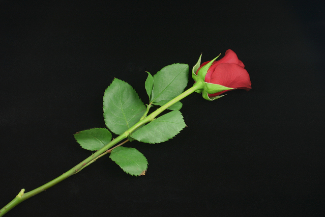 A Rose by Any Other Name…
