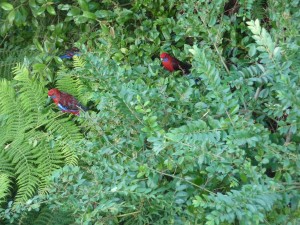 Birds in the Blue Mountains