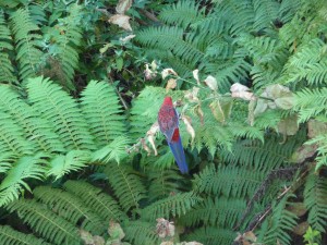 A beautiful bird A beautiful bird