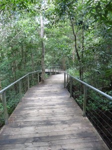 A forest walk in the Blue Mountains of Australia