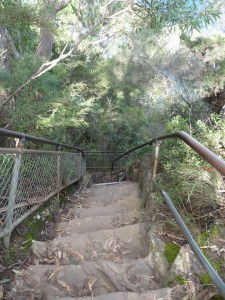 Forest walk in the Blue Mountains of Australia