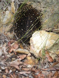 A bristling porcupine