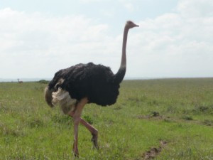 Picture of Ostrich