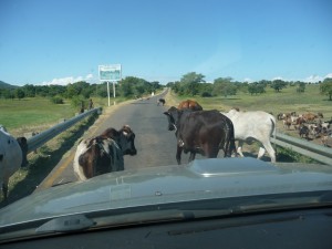 Cows on a highway