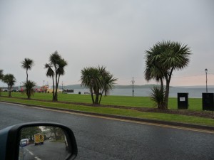 Palm trees in Scotland