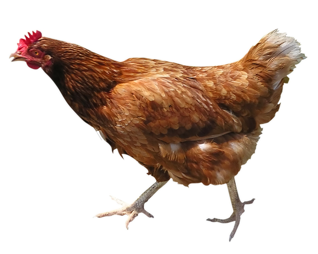 The Restaurant Where Chickens Really Fly!