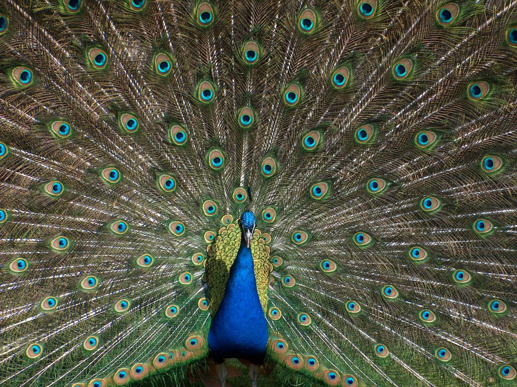 Photo of a peacock