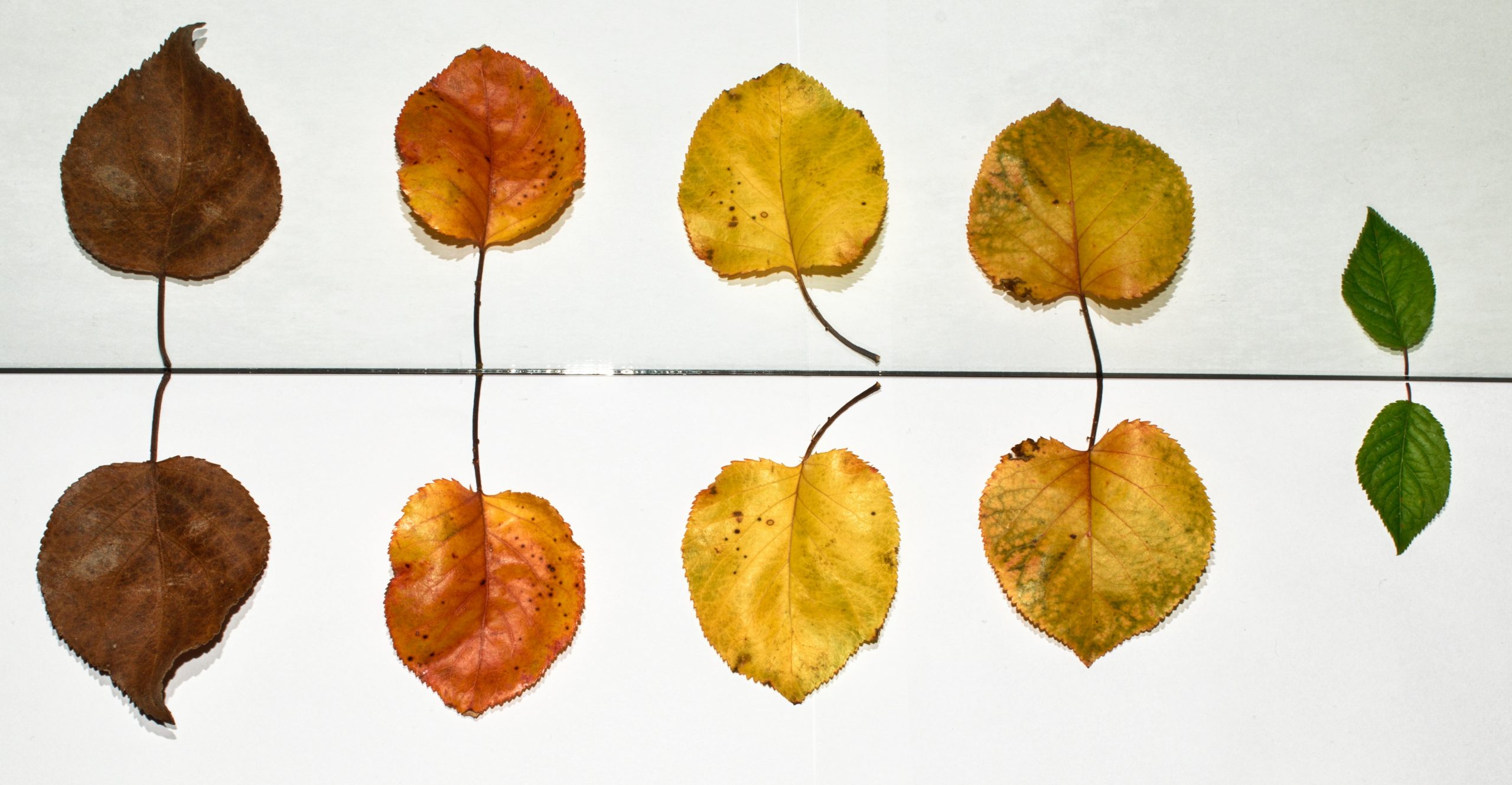 Two Changes for Federally Regulated Employers